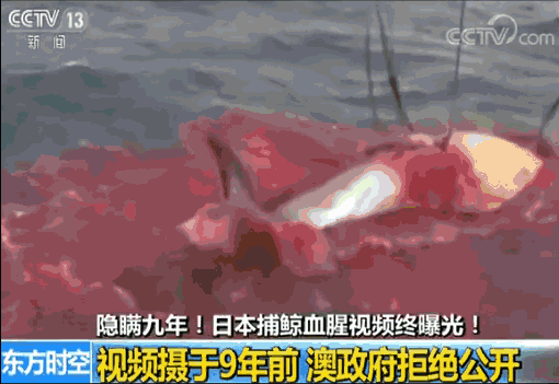 陈洋:从新版防卫大纲到退出IWC日本趁乱浑水摸鱼?(图2)