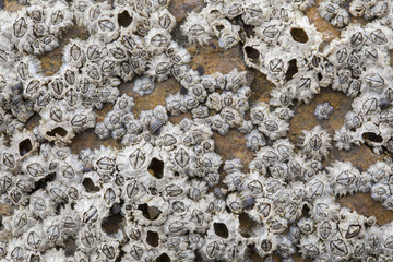 凯赛生物(688065)_股票行情_走势图—东方财富网(图1) 凯赛生物(688065)_股票行情_走势图—东方财富网