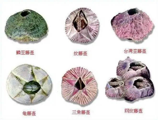 西南渔业网水产养殖专业网渔业行业门户网西南水产网丰祥网永川水花网欢迎光临!(图1)